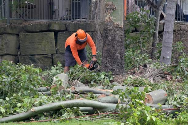 Crown pruning and tree preservation