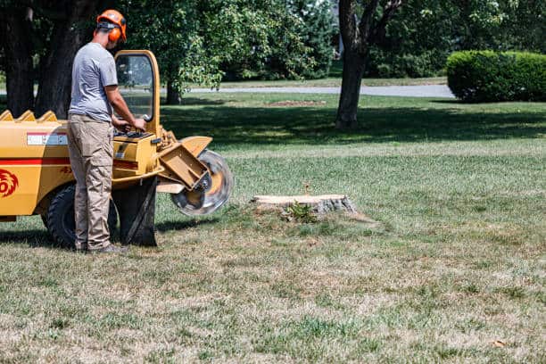 Lot clearing and land management