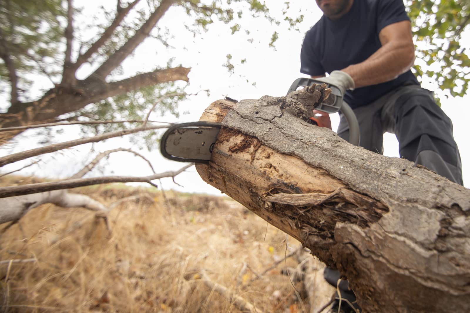 Tree removal service by Heartwood Tree Care